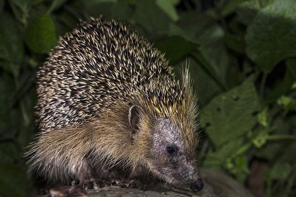 2018养刺猬赚钱吗?刺猬养殖的利润与投资成本及前景预测