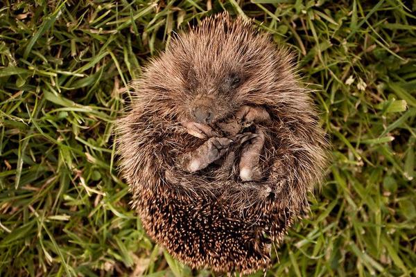 2018养刺猬赚钱吗?刺猬养殖的利润与投资成本及前景预测