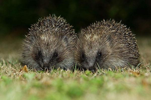 2018养刺猬赚钱吗?刺猬养殖的利润与投资成本及前景预测