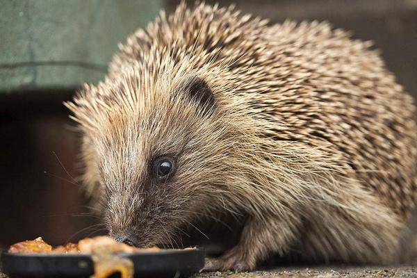 2018养刺猬赚钱吗?刺猬养殖的利润与投资成本及前景预测