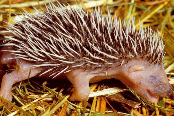 2018养刺猬赚钱吗?刺猬养殖的利润与投资成本及前景预测
