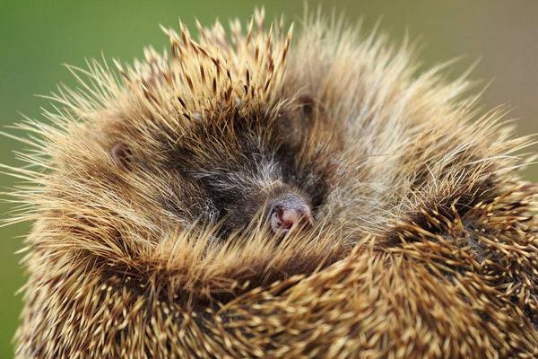 2018养刺猬赚钱吗?刺猬养殖的利润与投资成本及前景预测