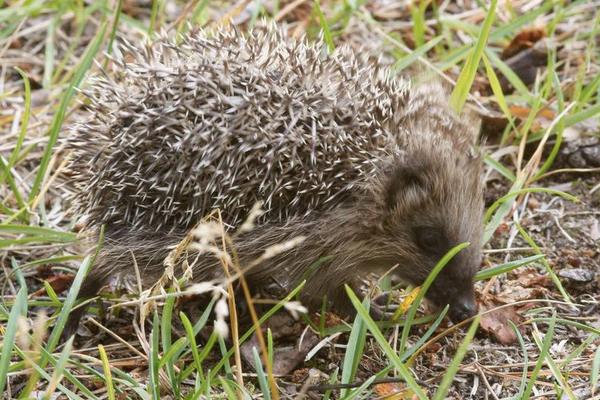 2018养刺猬赚钱吗?刺猬养殖的利润与投资成本及前景预测