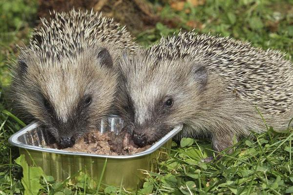 2018养刺猬赚钱吗?刺猬养殖的利润与投资成本及前景预测