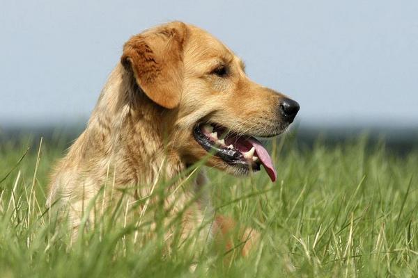 2018养宠物狗赚钱吗?宠物狗养殖的利润与投资成本及前景预测