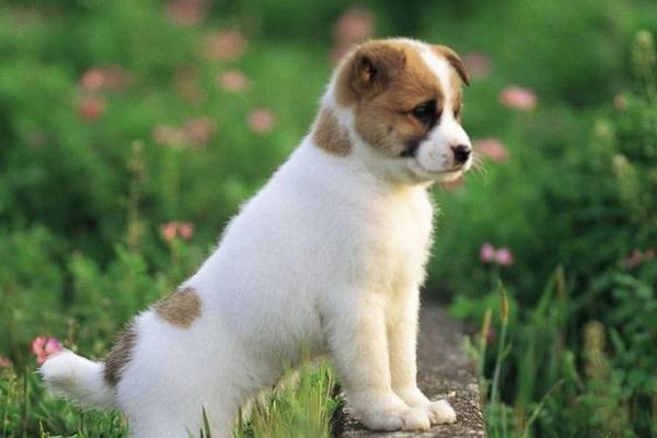 2018养宠物狗赚钱吗?宠物狗养殖的利润与投资成本及前景预测