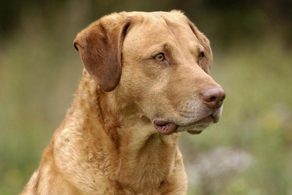 2018养宠物狗赚钱吗?宠物狗养殖的利润与投资成本及前景预测