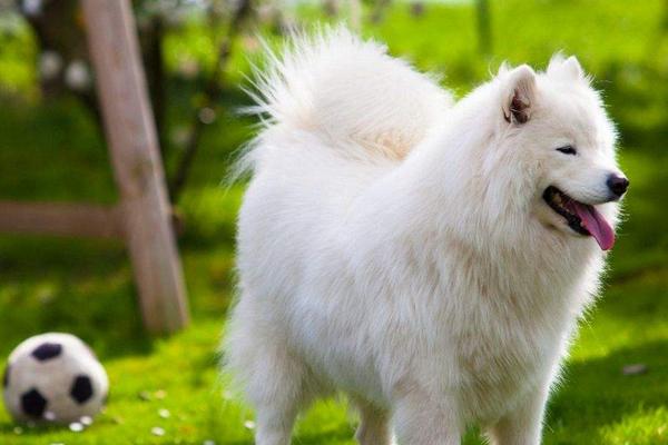 2018养宠物狗赚钱吗?宠物狗养殖的利润与投资成本及前景预测