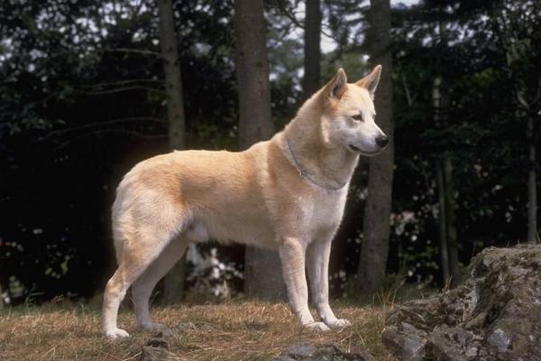 2018养宠物狗赚钱吗?宠物狗养殖的利润与投资成本及前景预测