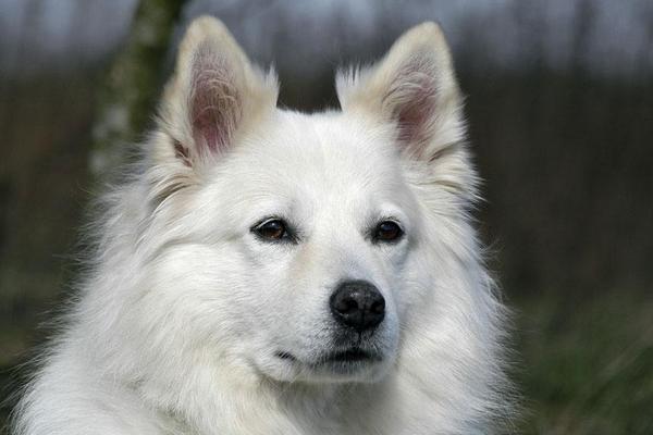 2018养宠物狗赚钱吗?宠物狗养殖的利润与投资成本及前景预测