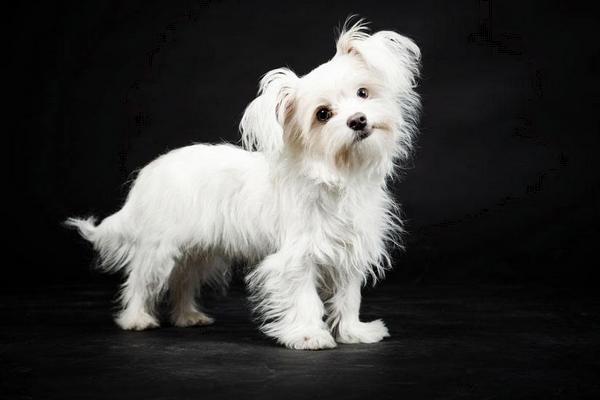 2018养宠物狗赚钱吗?宠物狗养殖的利润与投资成本及前景预测