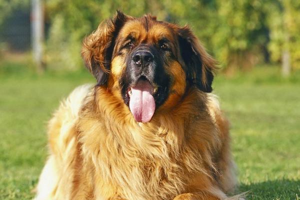 2018养宠物狗赚钱吗?宠物狗养殖的利润与投资成本及前景预测