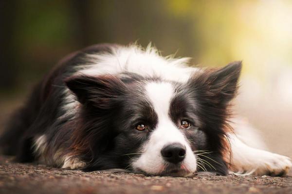 2018养宠物狗赚钱吗?宠物狗养殖的利润与投资成本及前景预测