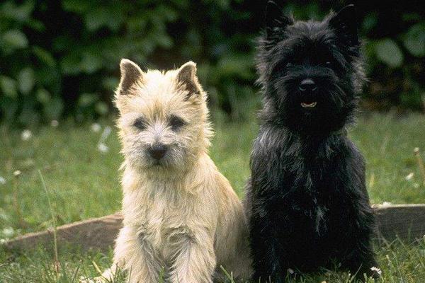 2018养宠物狗赚钱吗?宠物狗养殖的利润与投资成本及前景预测