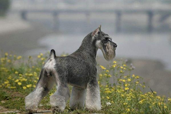 2018养宠物狗赚钱吗?宠物狗养殖的利润与投资成本及前景预测