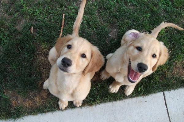 2018养宠物狗赚钱吗?宠物狗养殖的利润与投资成本及前景预测