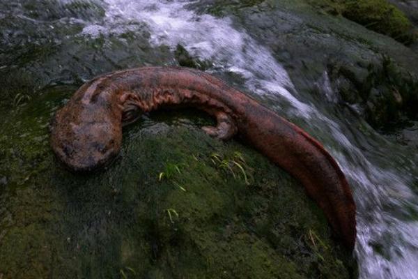 2018养娃娃鱼赚钱吗?娃娃鱼养殖的利润与投资成本及前景预测