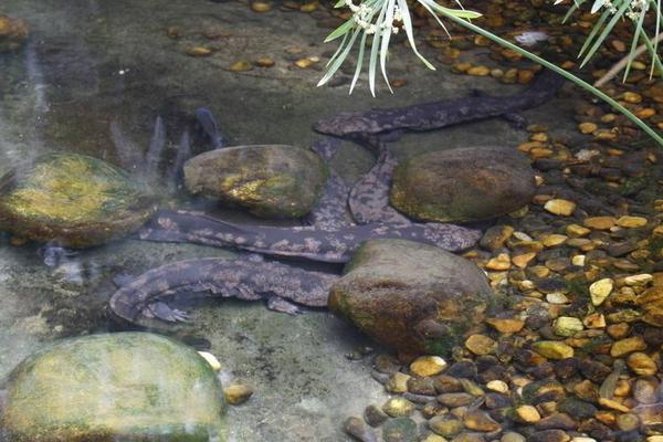 2018养娃娃鱼赚钱吗?娃娃鱼养殖的利润与投资成本及前景预测