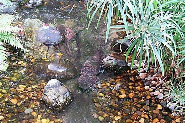 2018养娃娃鱼赚钱吗?娃娃鱼养殖的利润与投资成本及前景预测