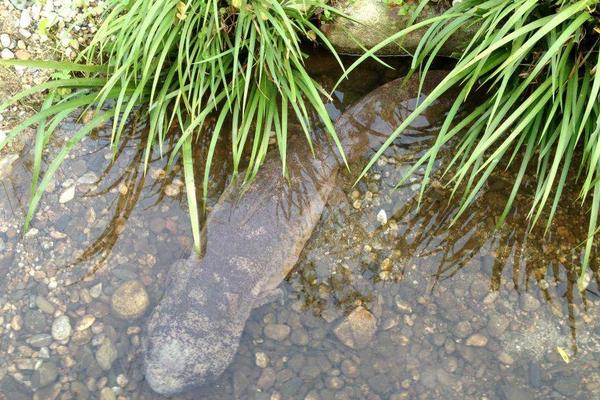 2018养娃娃鱼赚钱吗?娃娃鱼养殖的利润与投资成本及前景预测