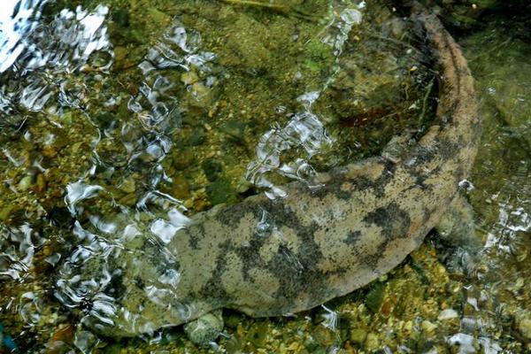 2018养娃娃鱼赚钱吗?娃娃鱼养殖的利润与投资成本及前景预测