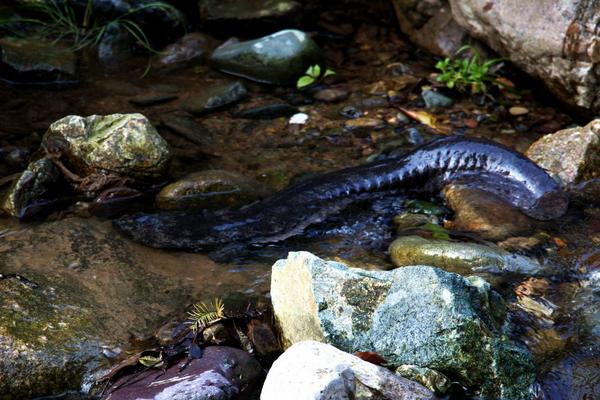 2018养娃娃鱼赚钱吗?娃娃鱼养殖的利润与投资成本及前景预测