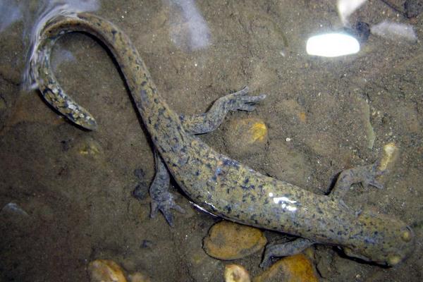 2018养娃娃鱼赚钱吗?娃娃鱼养殖的利润与投资成本及前景预测