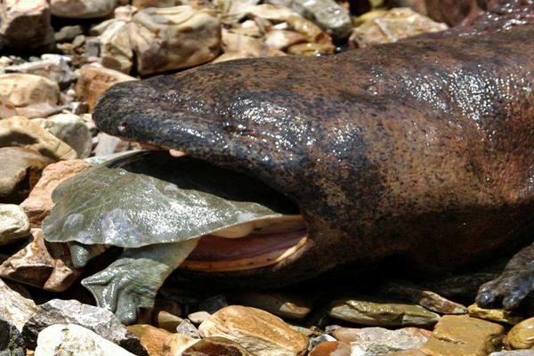 2018养娃娃鱼赚钱吗?娃娃鱼养殖的利润与投资成本及前景预测