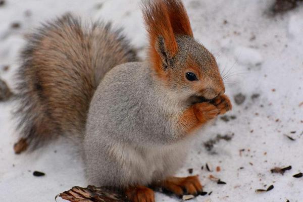 2018养松鼠赚钱吗?松鼠养殖的利润与投资成本及前景预测