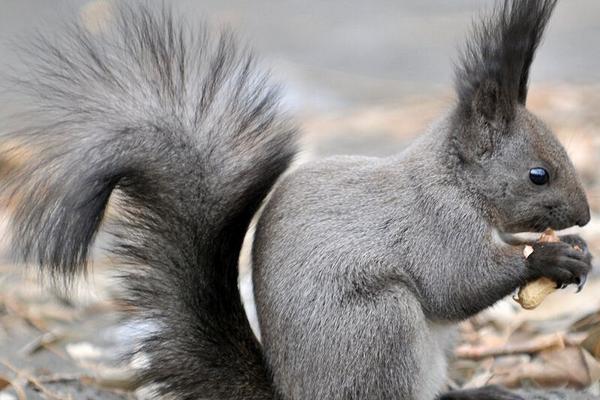 2018养松鼠赚钱吗?松鼠养殖的利润与投资成本及前景预测