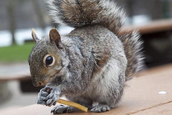 2018养松鼠赚钱吗?松鼠养殖的利润与投资成本及前景预测
