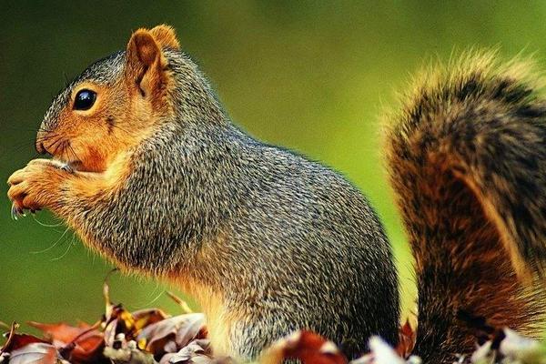 2018养松鼠赚钱吗?松鼠养殖的利润与投资成本及前景预测