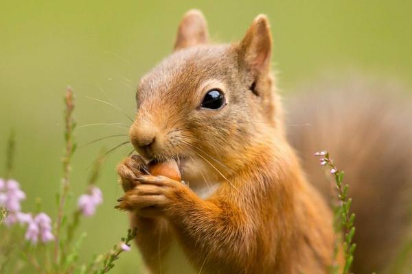 2018养松鼠赚钱吗?松鼠养殖的利润与投资成本及前景预测