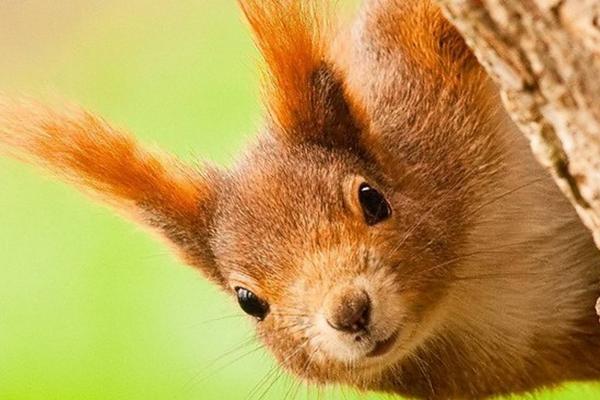 2018养松鼠赚钱吗?松鼠养殖的利润与投资成本及前景预测