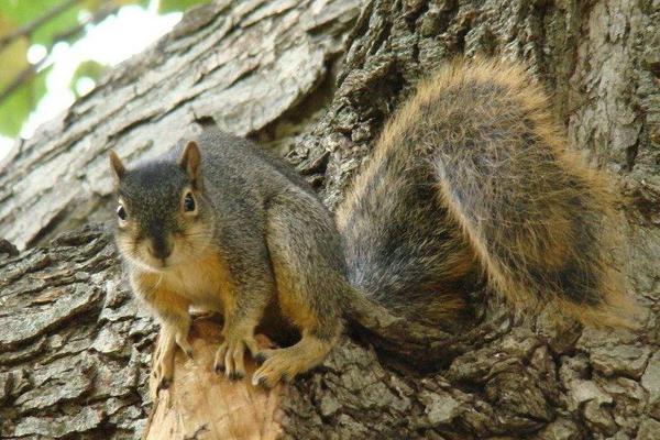 2018养松鼠赚钱吗?松鼠养殖的利润与投资成本及前景预测