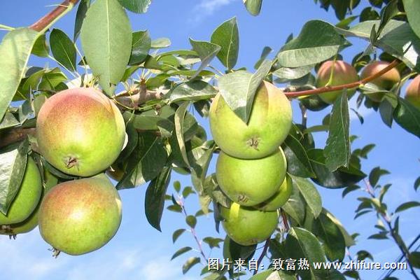 巴梨是热性还是凉性