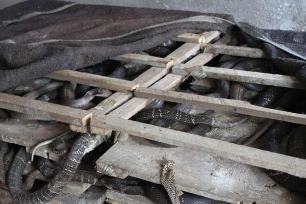 2018养蛇赚钱吗?养蛇的利润与投资成本及前景预测