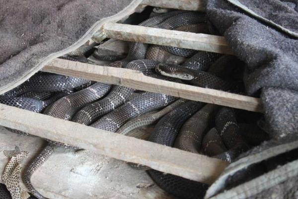 2018养蛇赚钱吗?养蛇的利润与投资成本及前景预测