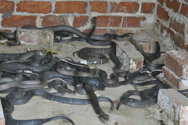 2018养蛇赚钱吗?养蛇的利润与投资成本及前景预测