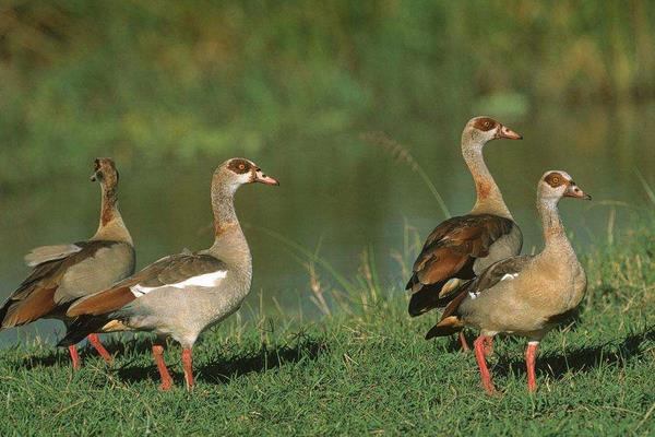 养1000只鸭一年能赚多少钱？养鸭的成本和利润 