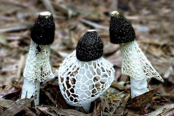 竹林里套种竹荪收益增大