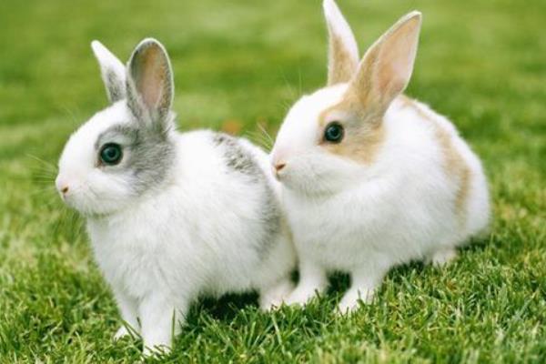 肉兔王的养兔致富经