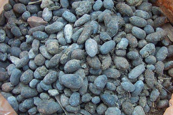 养羊有很多羊粪，是不是可以利用起来？