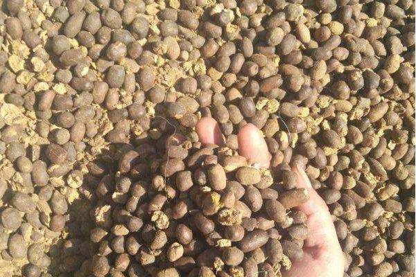 养羊有很多羊粪，是不是可以利用起来？