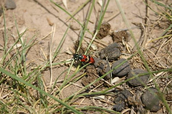 养羊有很多羊粪，是不是可以利用起来？