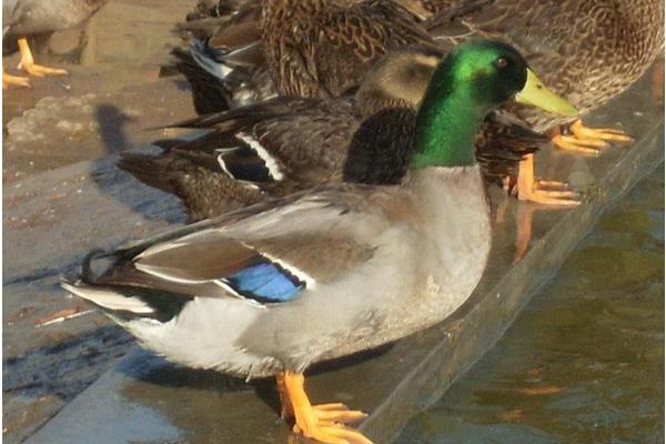 怎样养野鸭？养野鸭舍建设