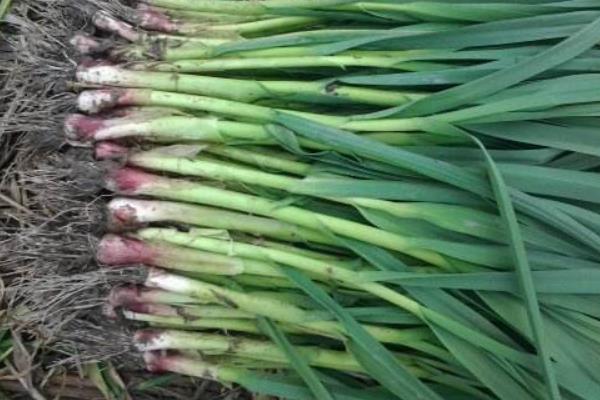 适合冬季种植的蔬菜