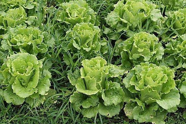 适合冬季种植的蔬菜