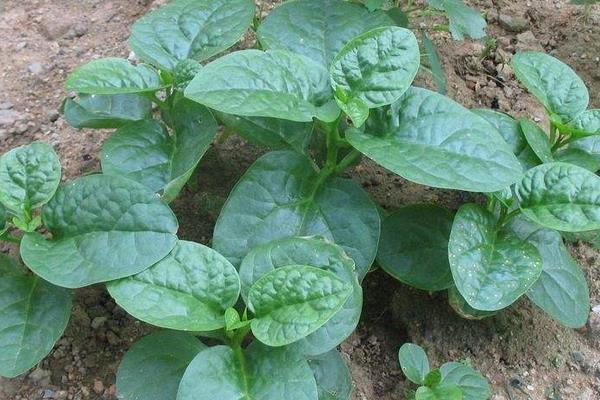 适合冬季种植的蔬菜