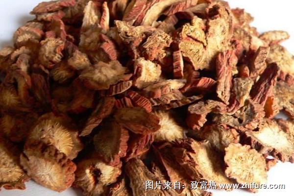 2018种丹参赚钱吗？丹参种植的利润与投资成本及前景预测